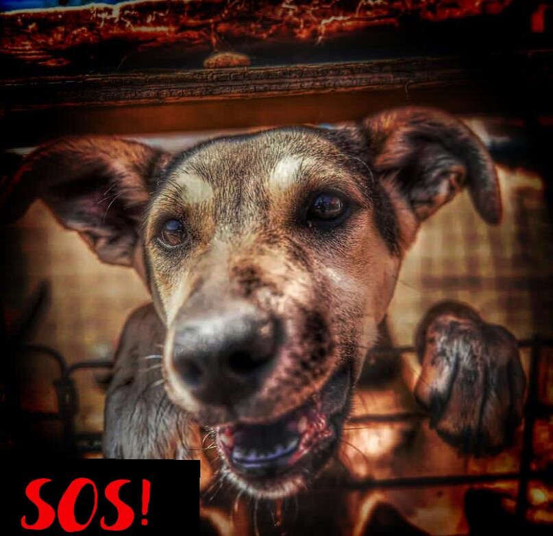 Приют для бездомных животных