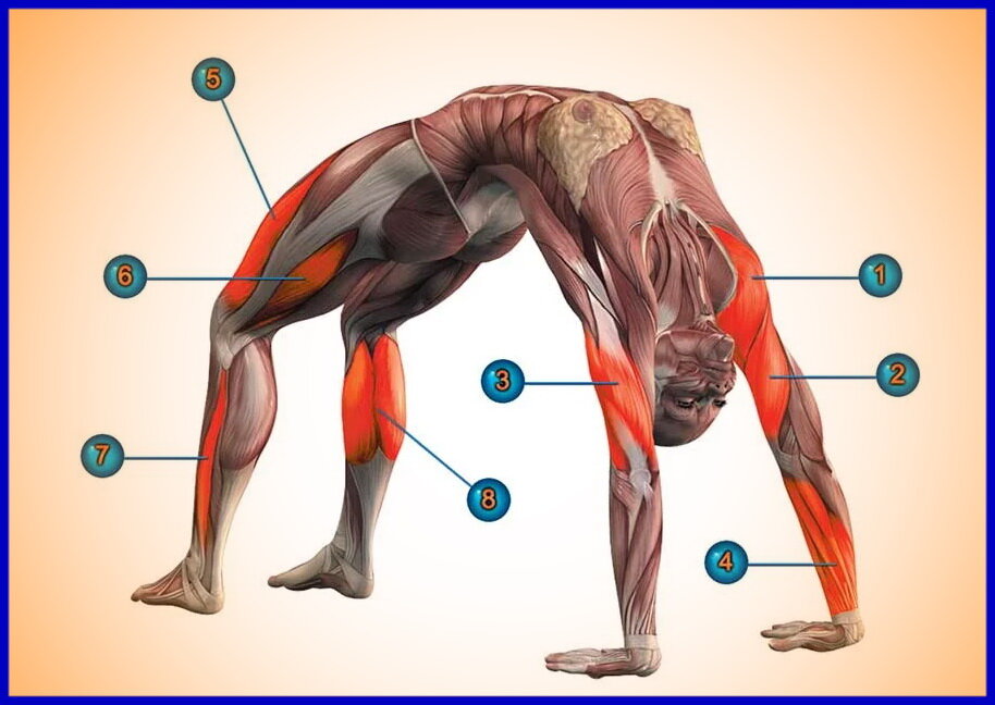 Планка анатомия упражнения. Боковая планка мышцы задействованы. Урдхва дханурасана анатомия. Берпи мышцы. Паривритта паршваконасана.