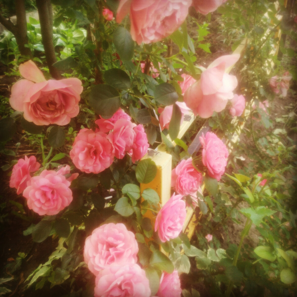 Розы у подъезда многоэтажки