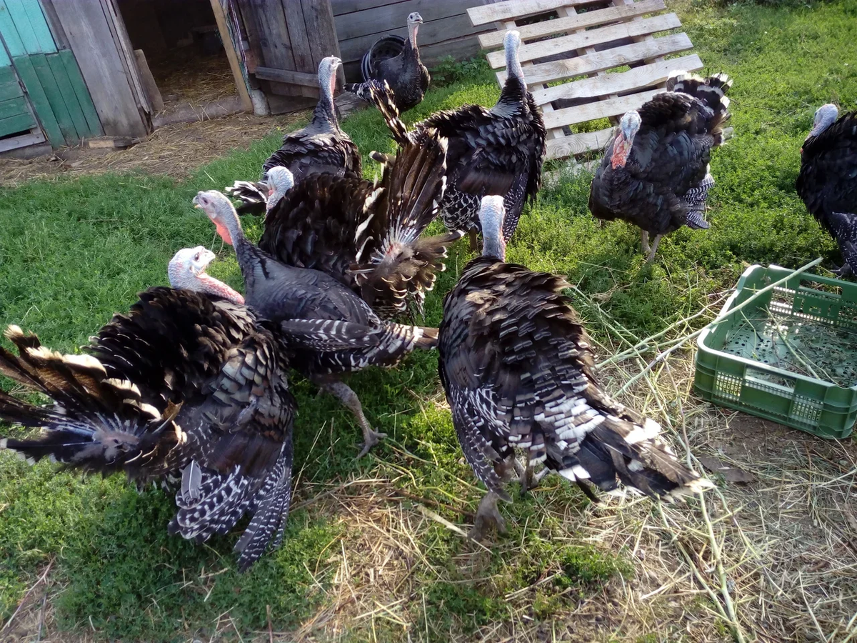 Индюки на прогулке. Личное фото