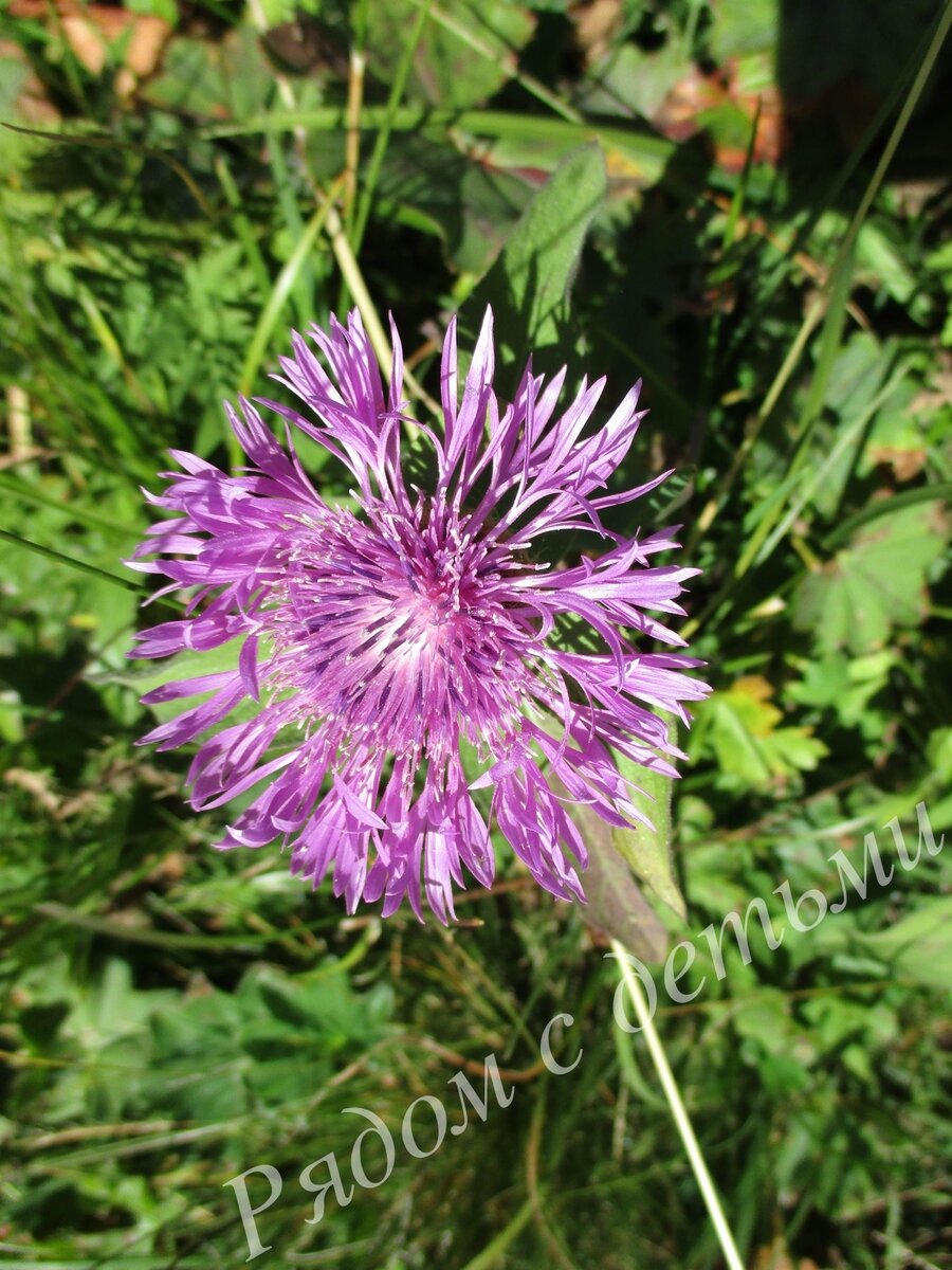 Вот такие растения мы находим с детьми, когда гуляем в лесу и выходим на какой-нибудь луг. Пролистайте галерею

