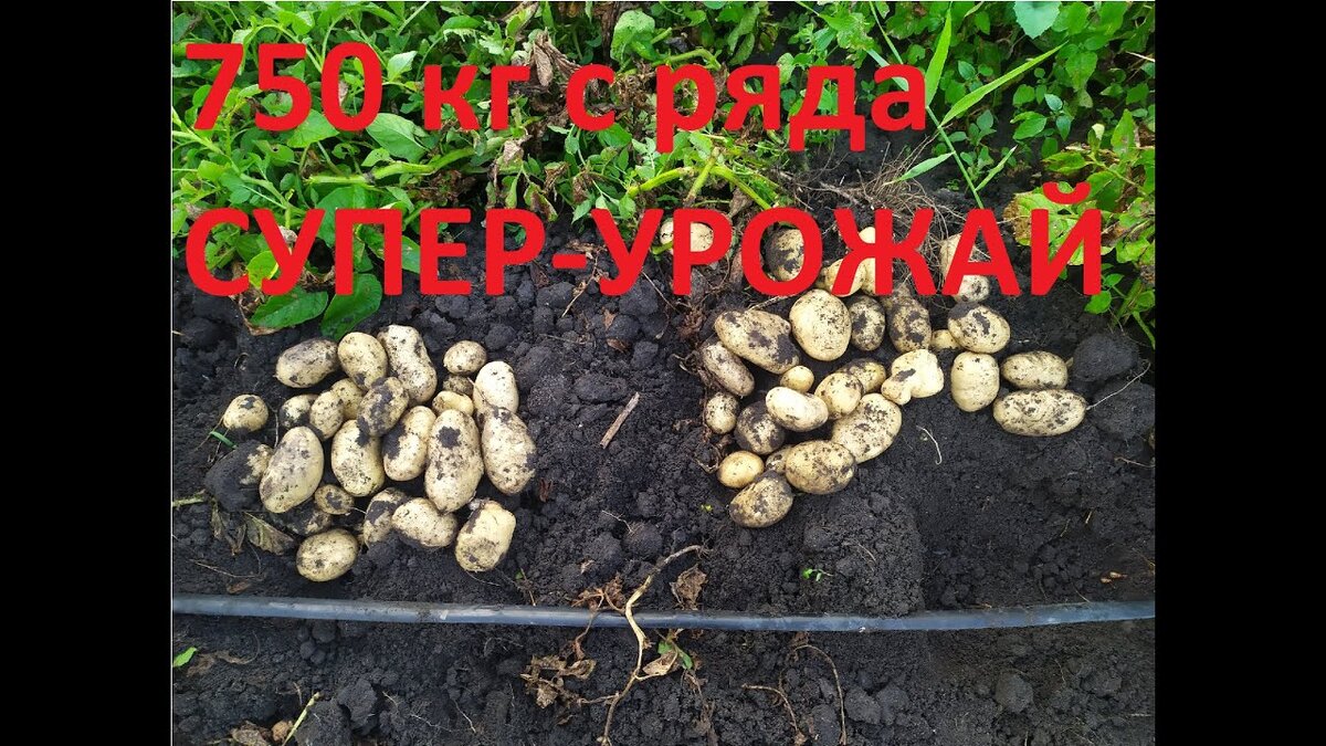 Это просто какое-то чудо!