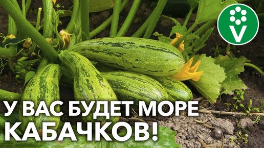 ЙОД И БОРНАЯ КИСЛОТА — ДЛЯ БОЛЬШОГО УРОЖАЯ КАБАЧКОВ! Для лучшей завязи и против гнилей!