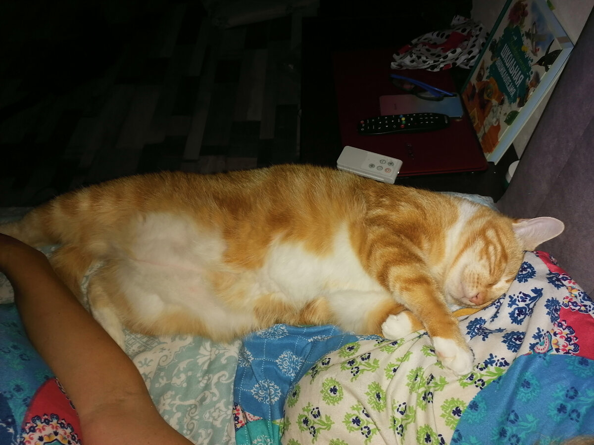 Рыжий кот Мася.