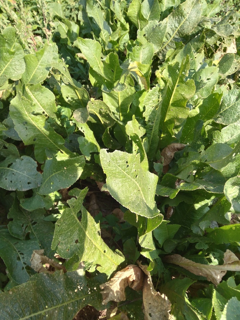 У СОСЕДЕЙ В ОГОРОДЕ ХРЕН РАСТЕТ