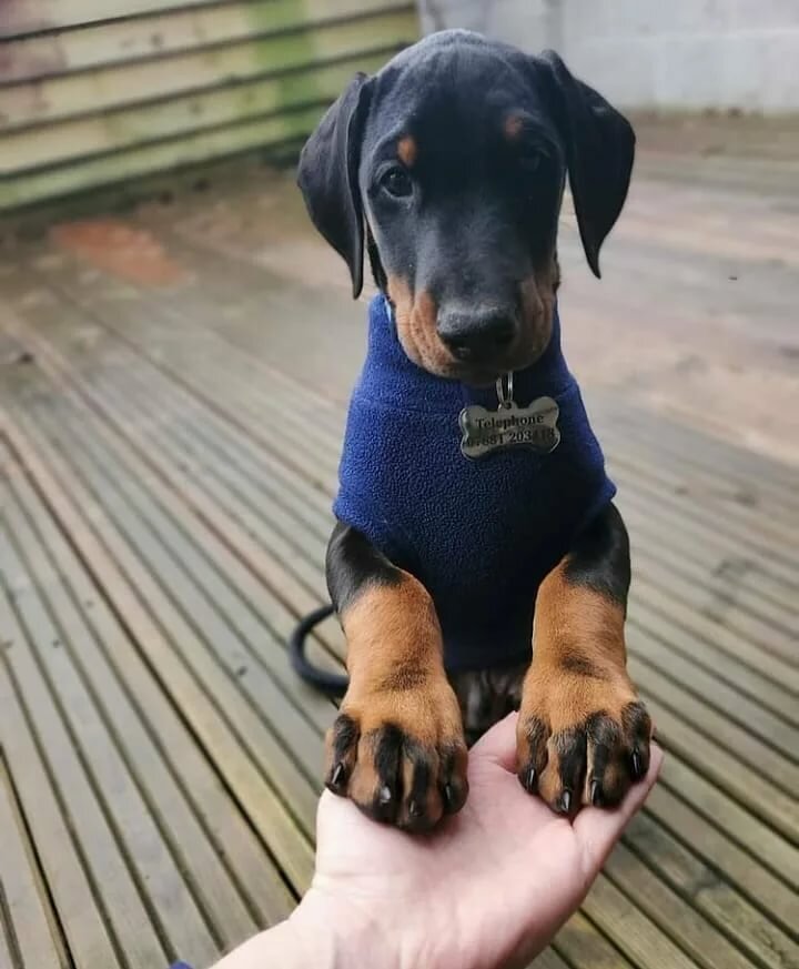 фото: instagram.com/doberman.terror