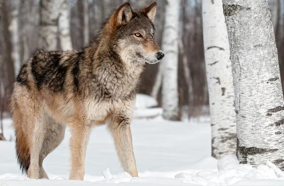 Фото в свободном доступе.
