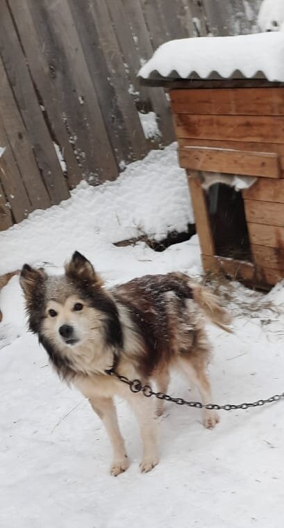 Грей 13-14 лет (эпилепсия) 