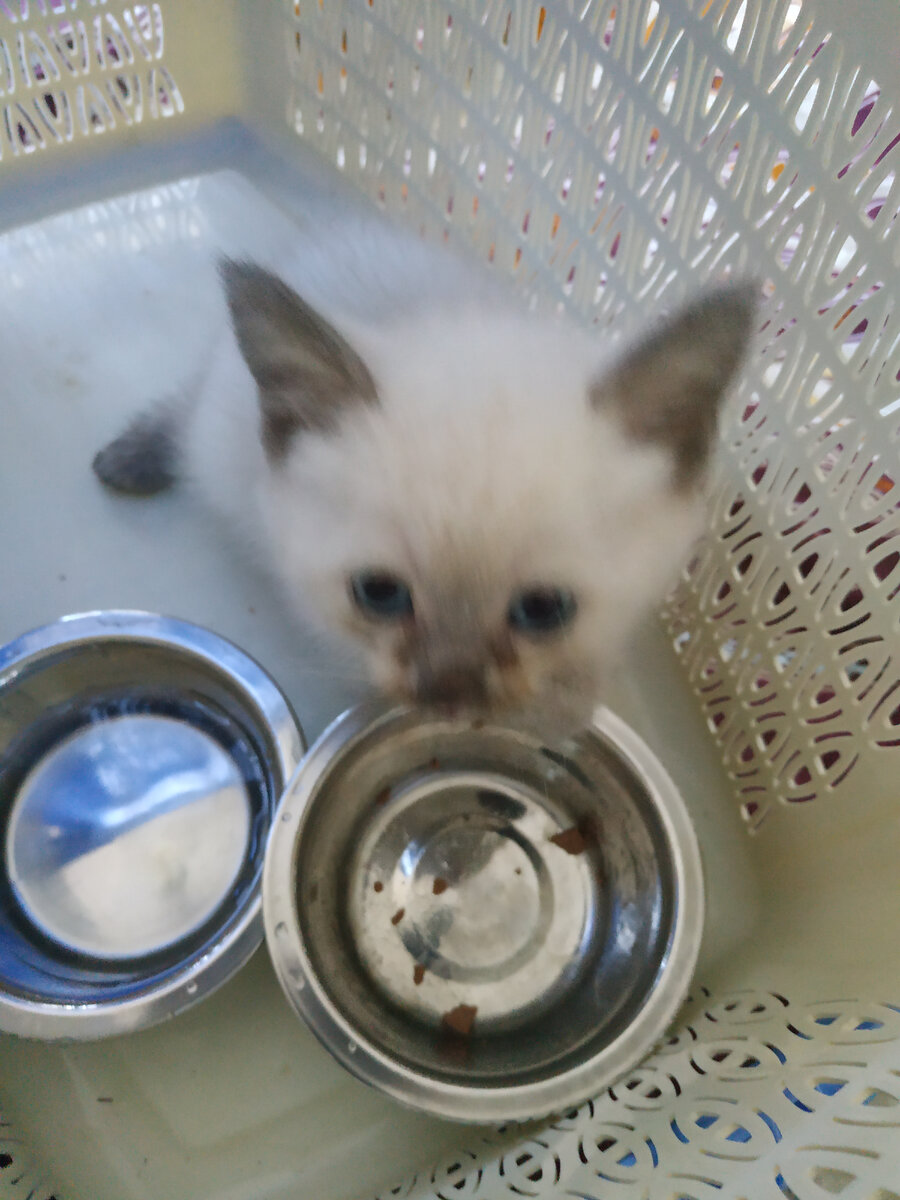 Переноска и 2 новые мисочки. 