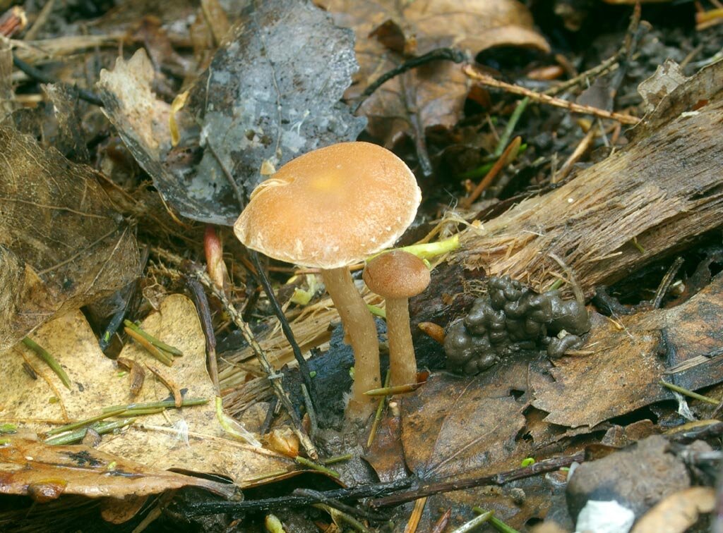 Художества тут мало, но объект очень удобный: можно перемещать вместе с субстратом (фото И.Лебединского)