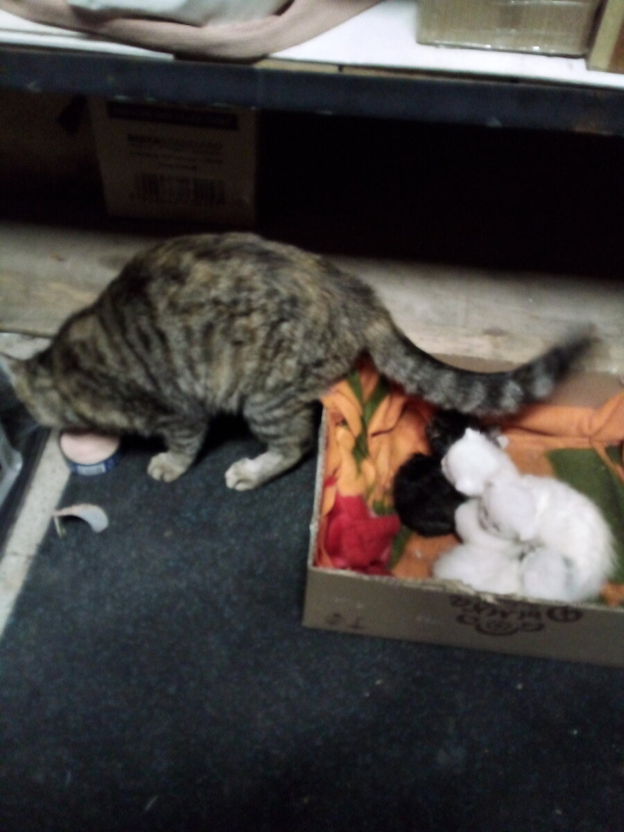 Эти звери давно уже по домам, им сейчас полгода