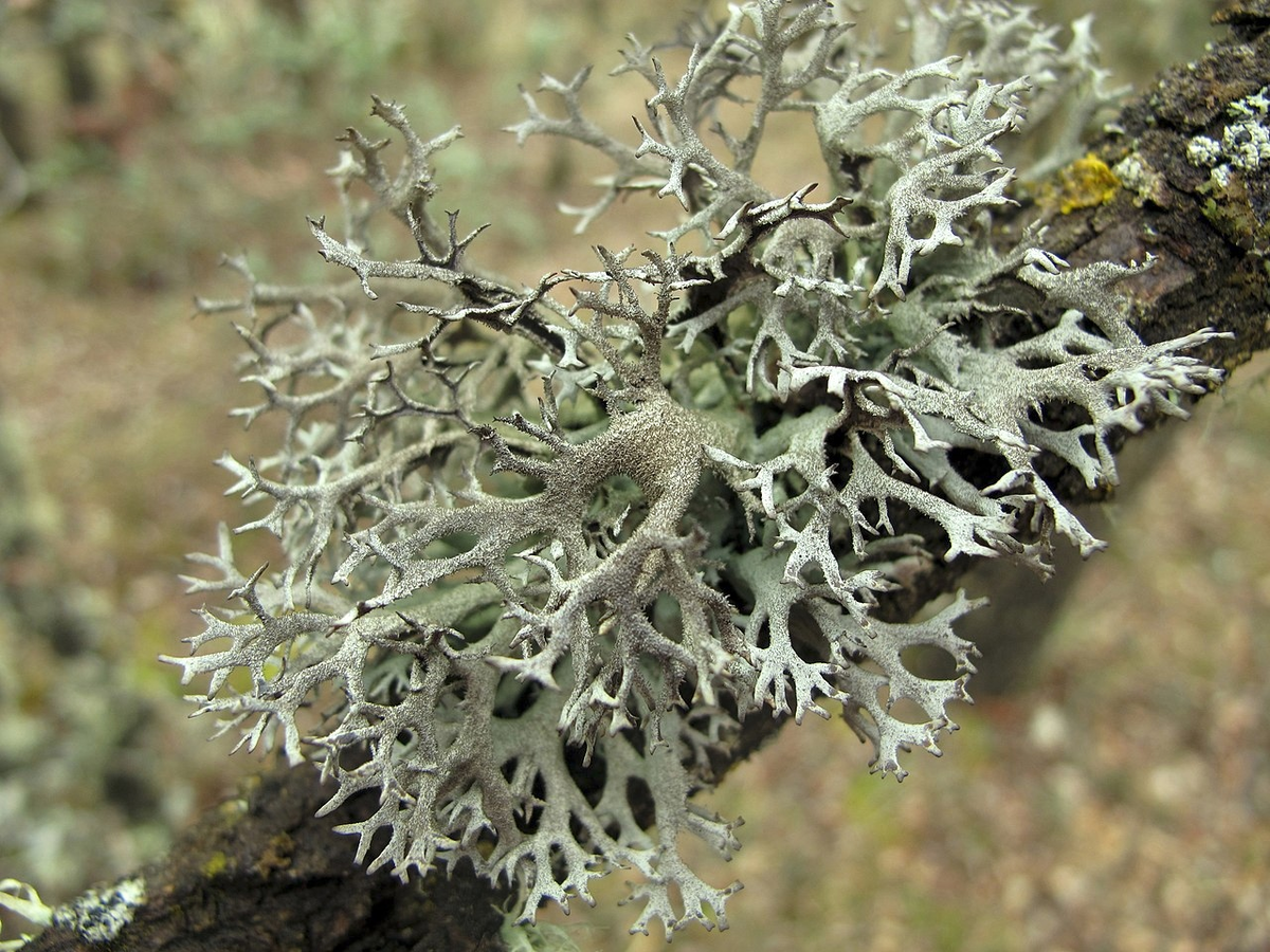 Цвет лишайников. Псевдеверния зернистая. Pseudevernia furfuracea. Parmeliaceae лишайник. Псевдоэверния зернистая.