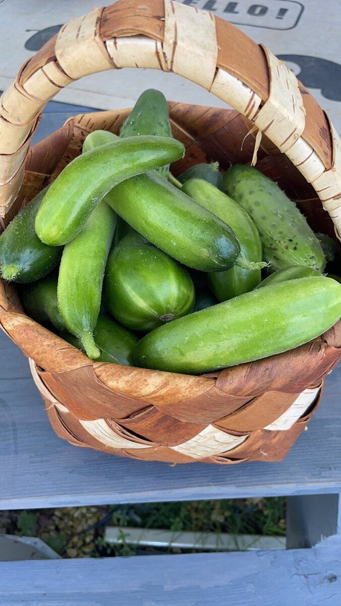 Безшипные огурцы - Саламандра F1. Фото сотрудника магазина Маскот Сад