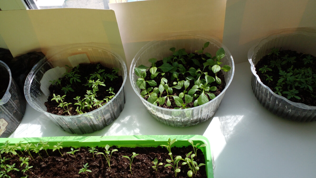 А цветочная рассада тем временем подрастает