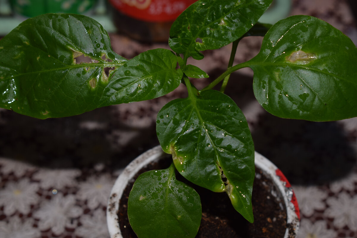этот перец пострадал больше всего от трипсов(фото автора)