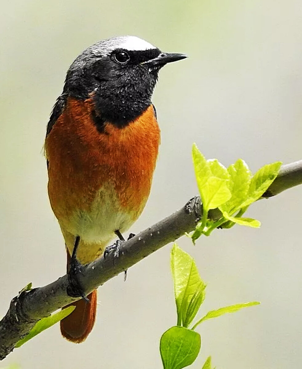 Горихвостка