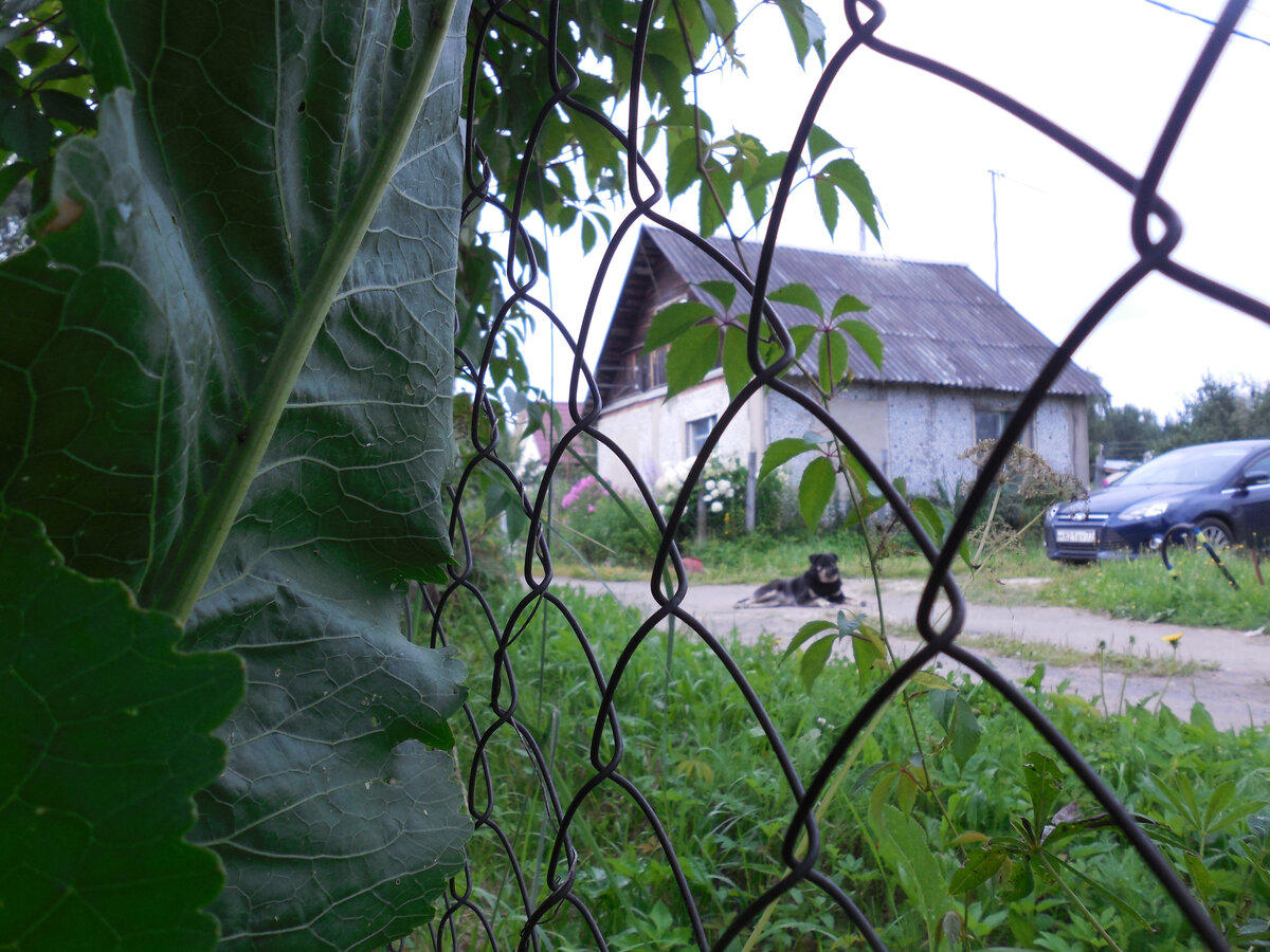 Вижу такую картину почти каждый раз, когда бываю на даче. Если, конечно, погода не дождливая