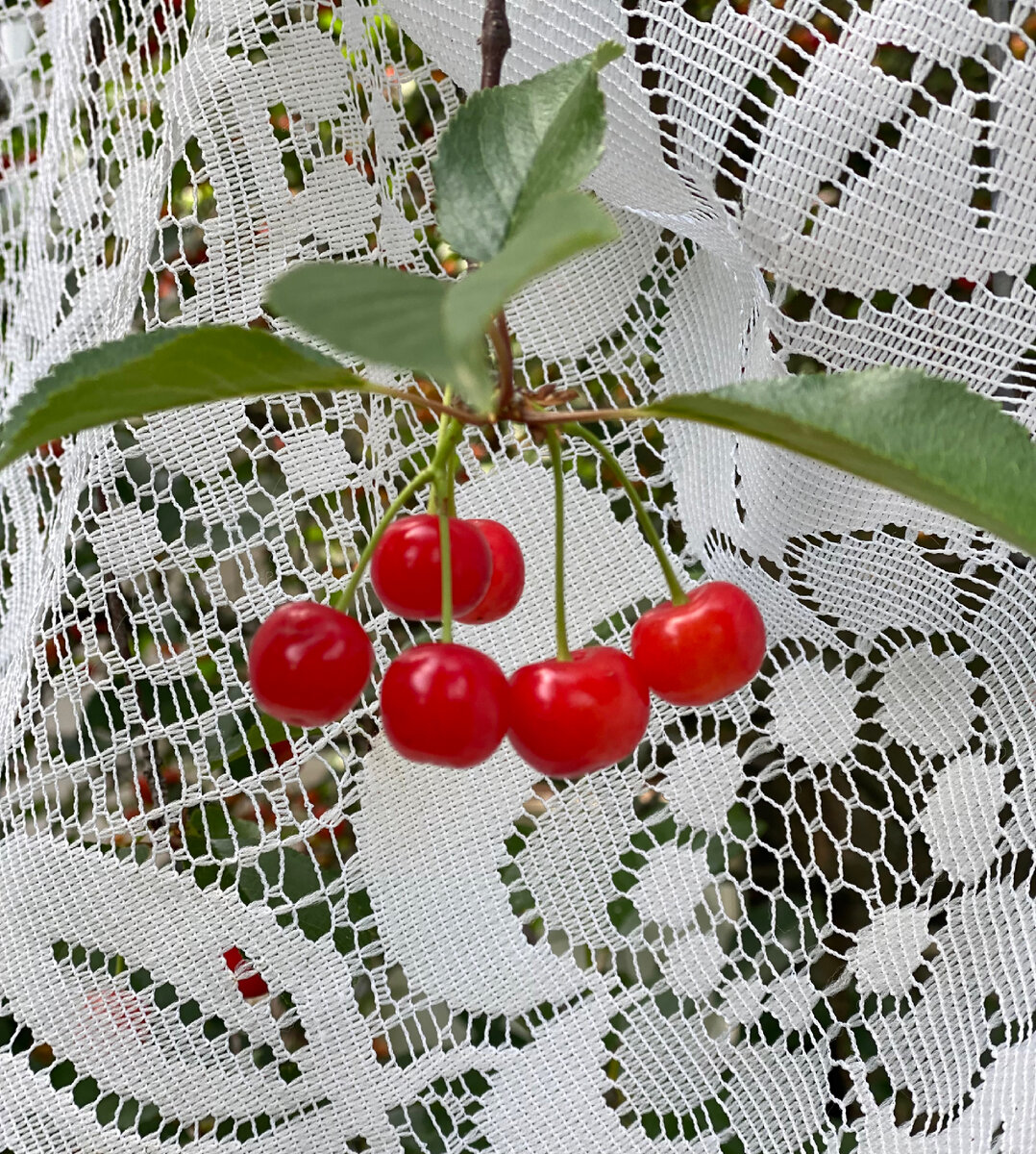 Хорошо у бабушки на даче (фото автора)