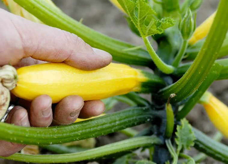 Фотография взята из источника vosadu-li-vogorode.ru