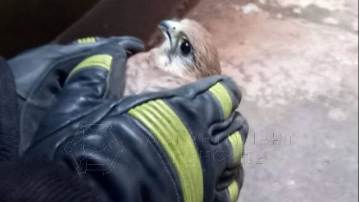    Фото: Telegram / ЧСтные новости Москвы