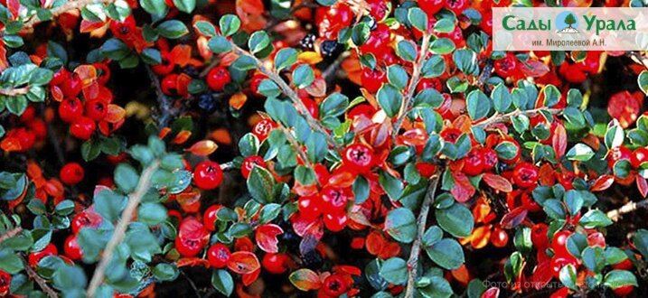 Кизильник «Корал Бьюти»