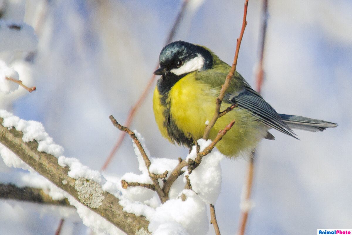 Фото из свободного доступа в Интернете