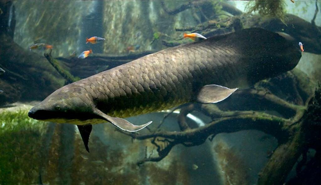 Рогозуб (Neoceratodus forsteri) — живое ископаемое.