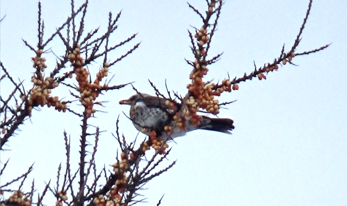 Дрозд-рябинник питается облепихой