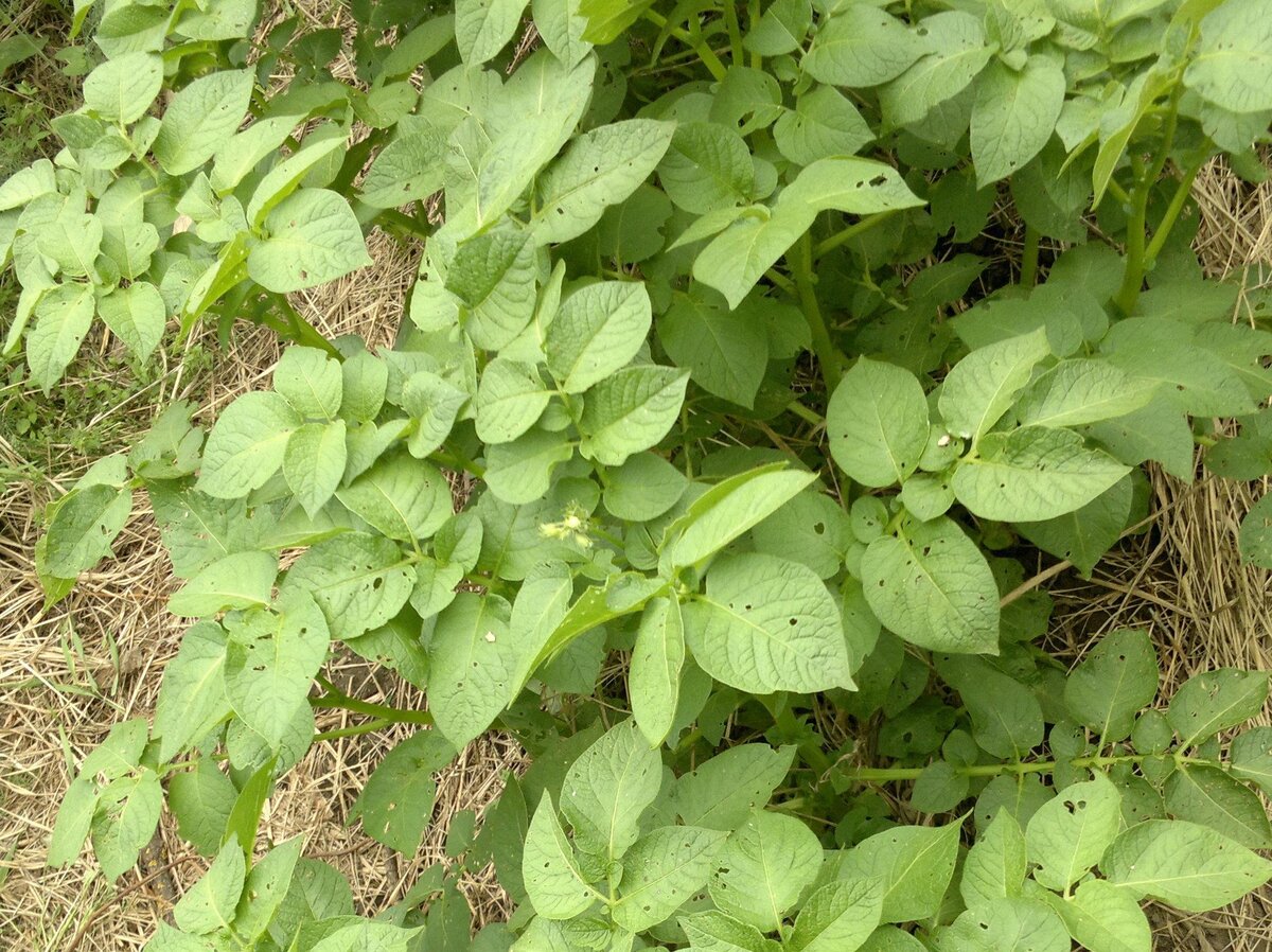 2023-07-02 Июль картофель зацветает