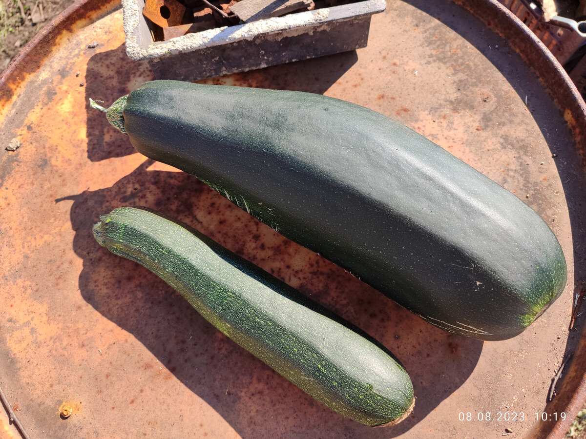 Один нормальный кабачок, а другой - кабачара