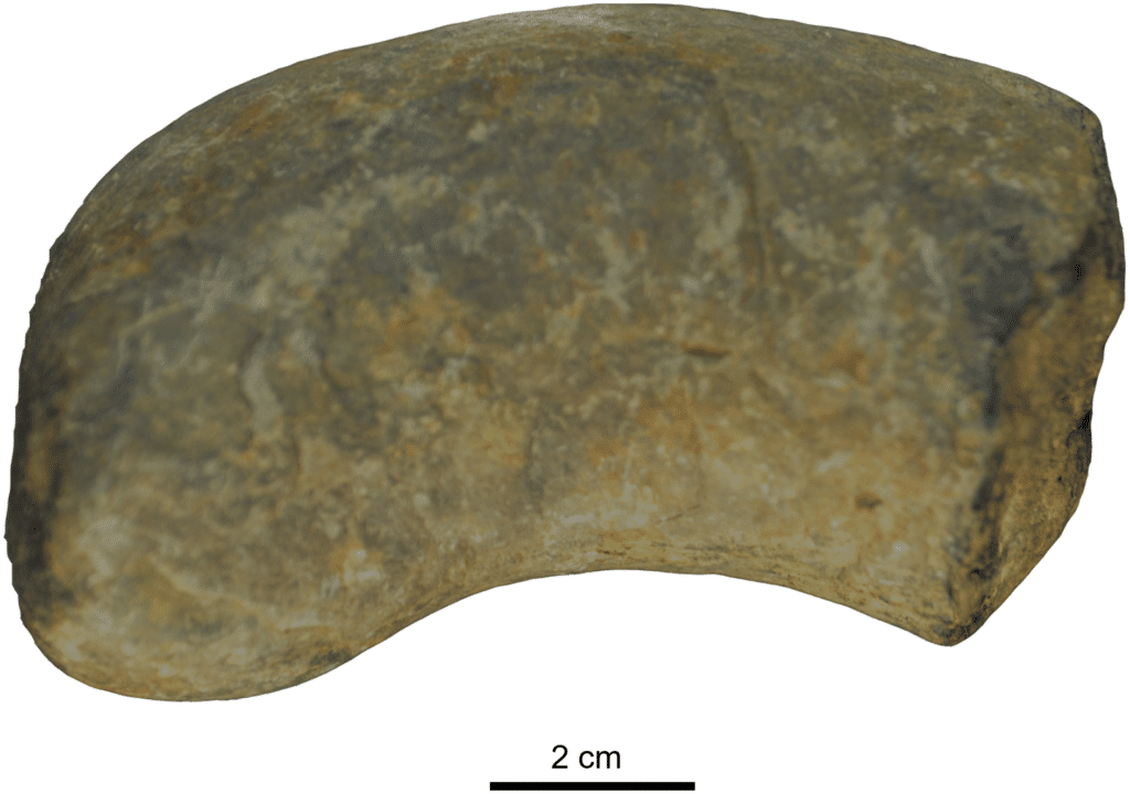    Копролит / © PLOS One