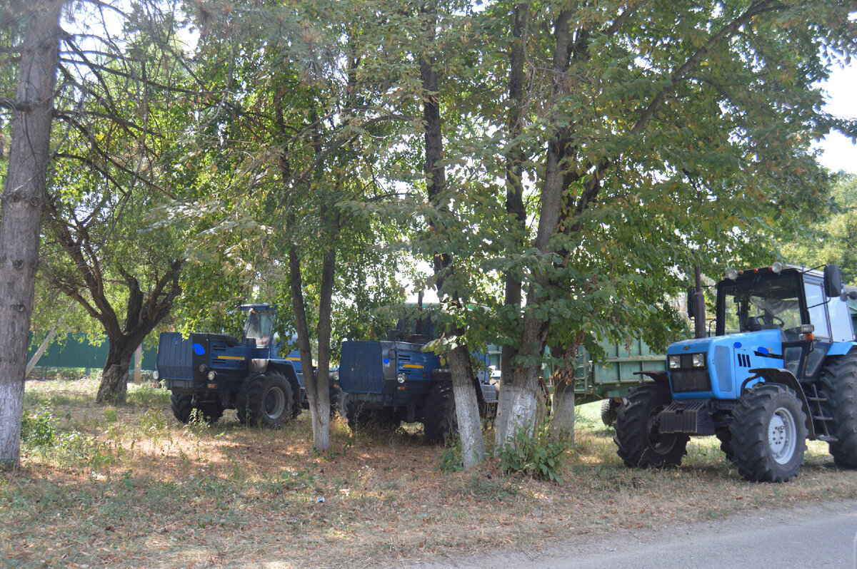 Фото автора. 13.08.2023. В обеденный перерыв можно и в тенёчек спрятаться.