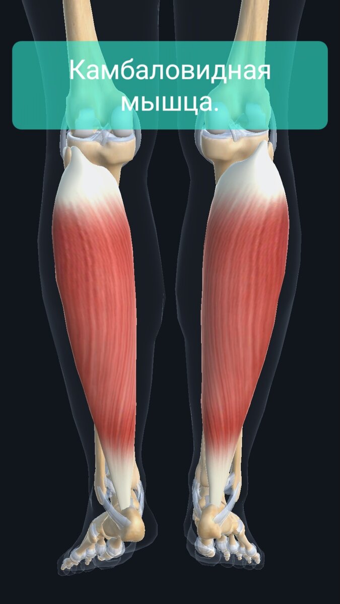 Камбаловидная мышца. Камбаловидные мышцы голени. Трехглавая мышца голени анатомия.
