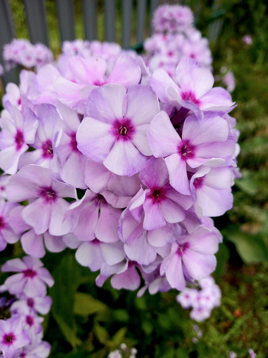 Пора цветения флокса....🌿🌸🌿