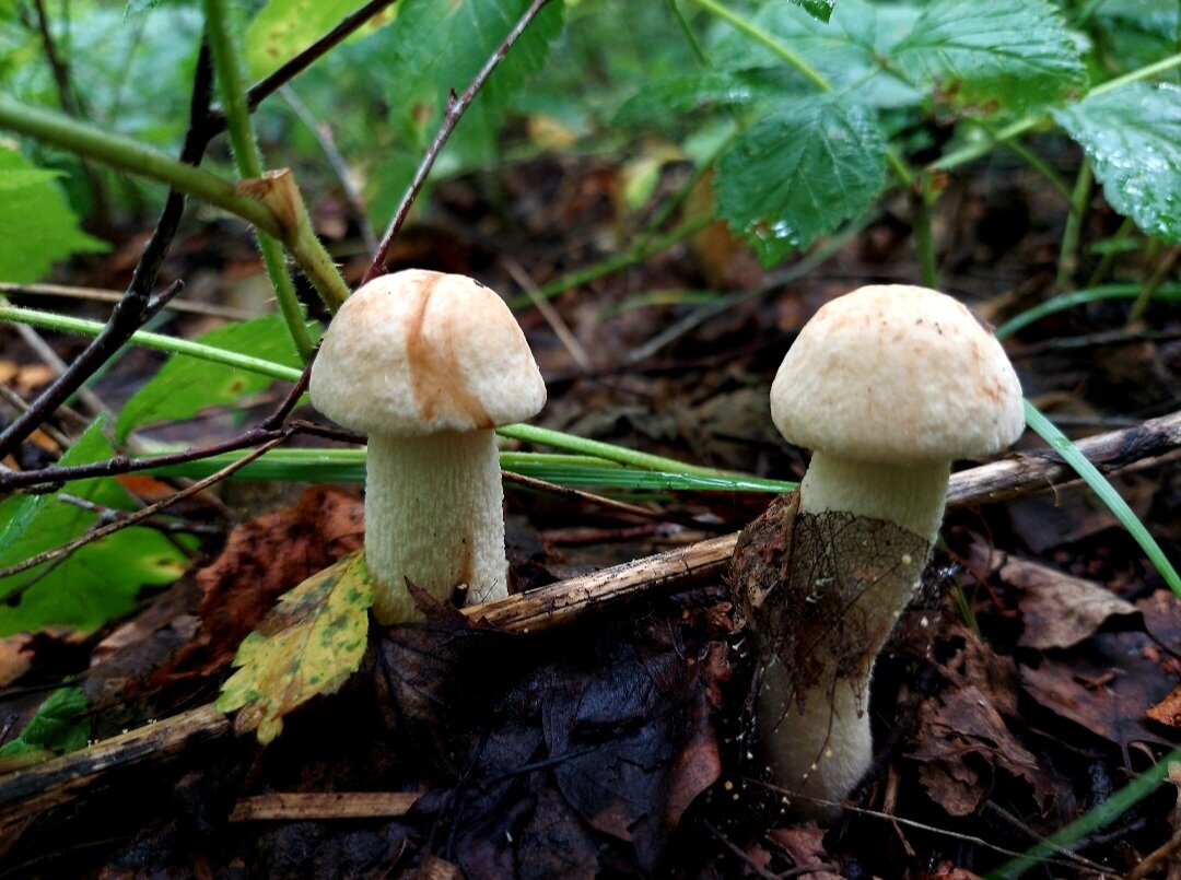 Сонник грибы большие