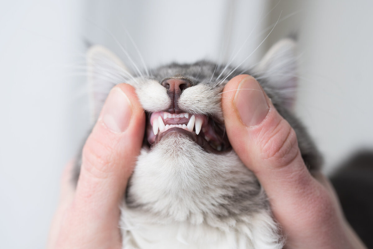 источник фото: https://blog.petwellbeing.com/hs-fs/hubfs/cat-teeth.jpg