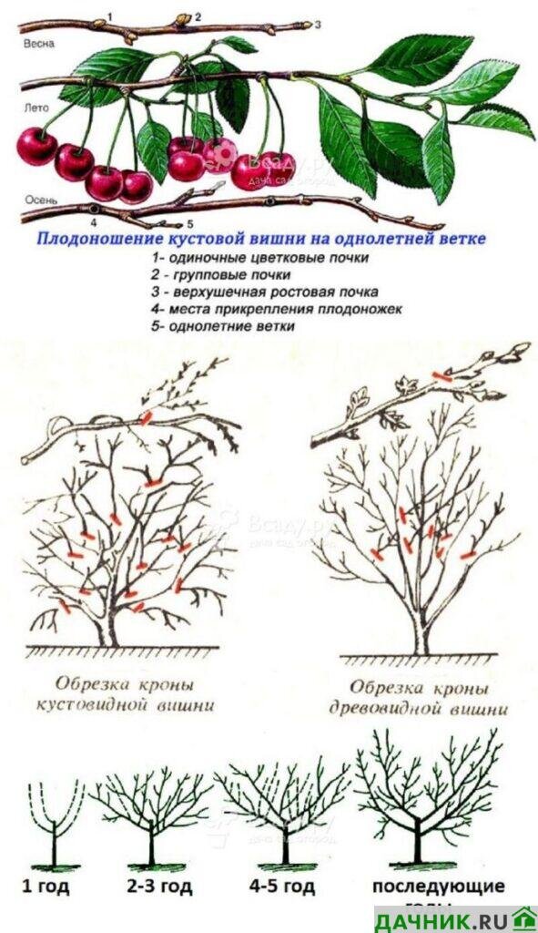 Обрезка Вишни Осенью Для Начинающих Садоводов | Дачник.RU | Дзен