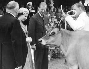 Её величество королева Елизавета II и Его королевское высочество принц Филипп принимают в дар джерсейскую корову.