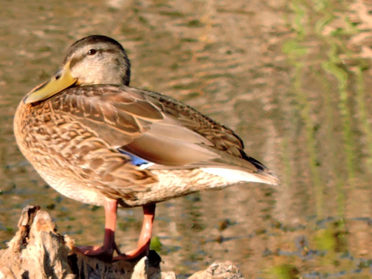авторское фото.