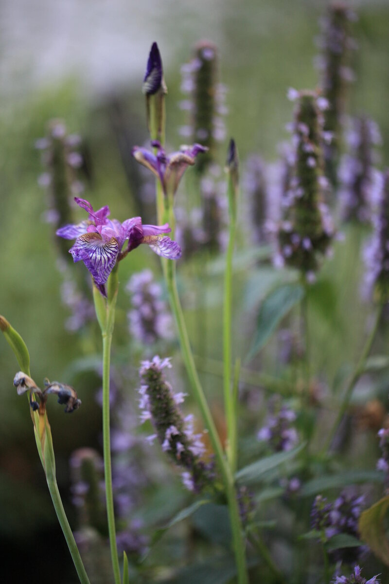    Ирис сибирский и агастахе