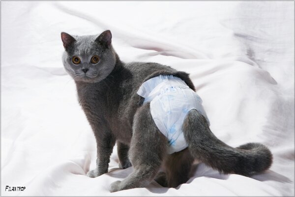 как правильно одеть памперс коту