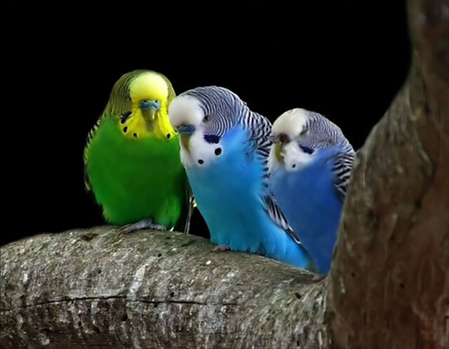 Витамины и минералы для волнистых попугаев: полный гид