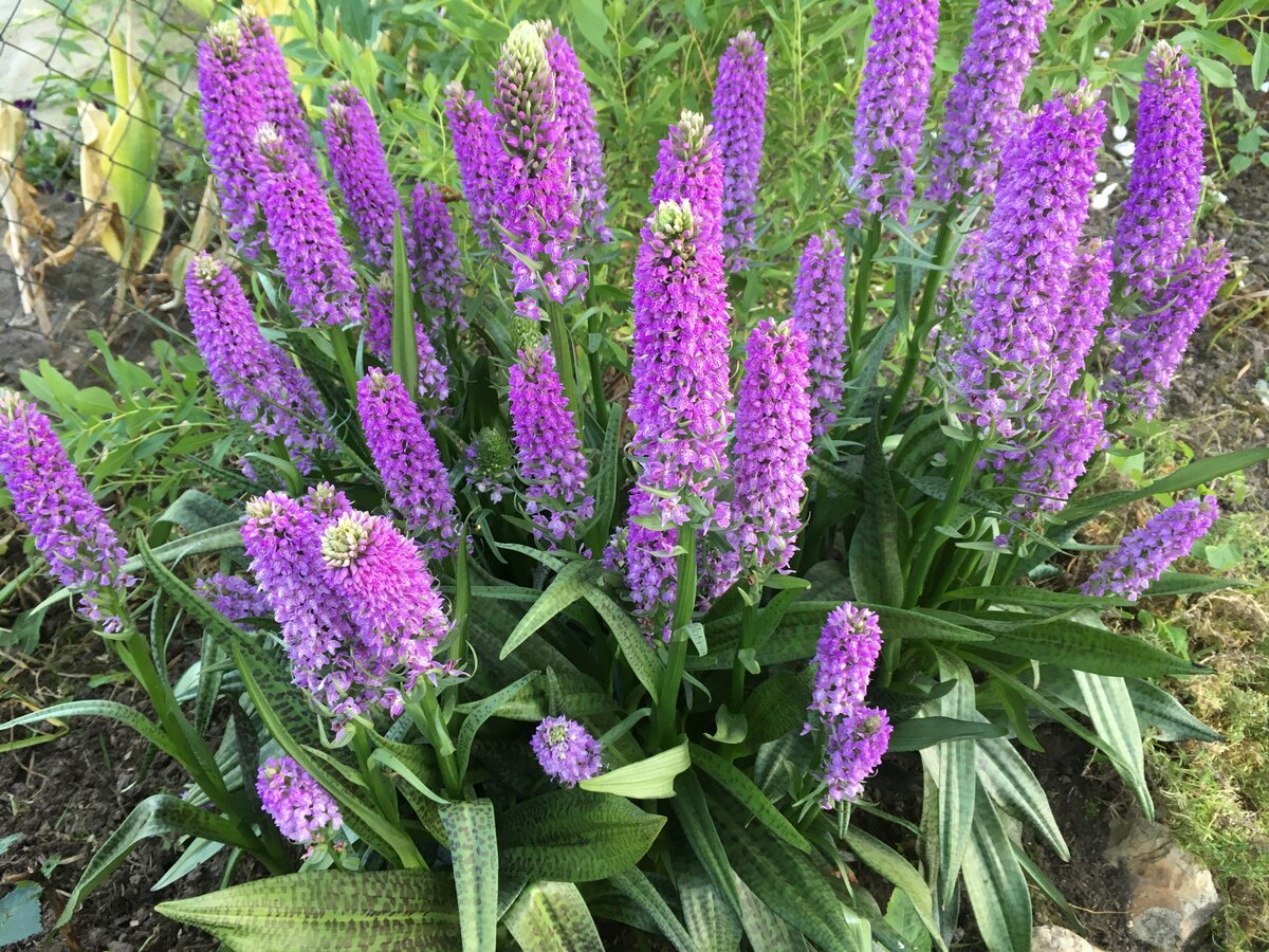 фиалка болотная - вид сбоку