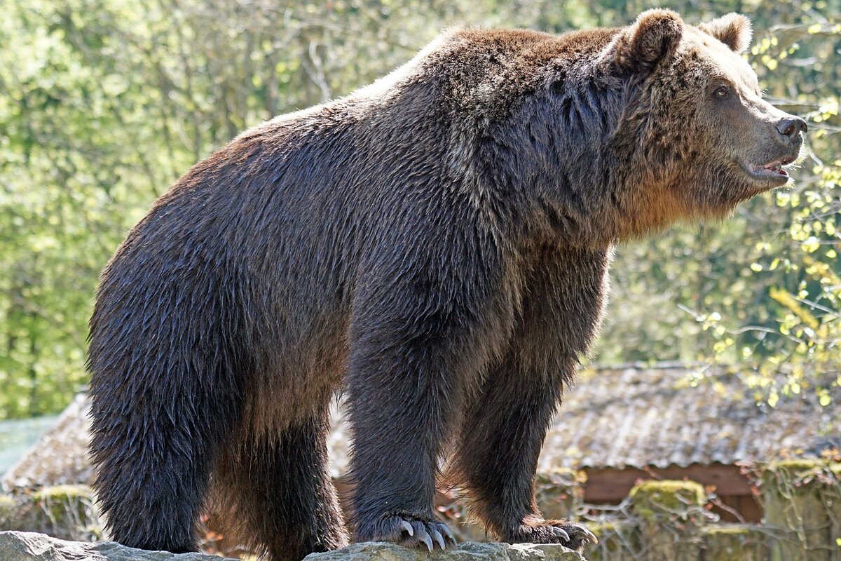 Медведь приморском крае. Калифорнийский бурый медведь. Бурый медведь Марий Эл. Бурый медведь в Татарстане. Бурый медведь Алтайского края.