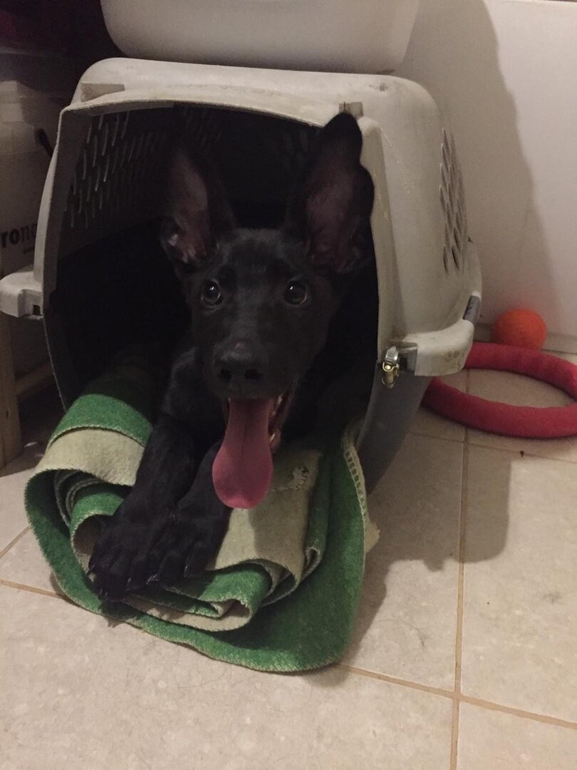 Щенок из Банды Дворян Джано