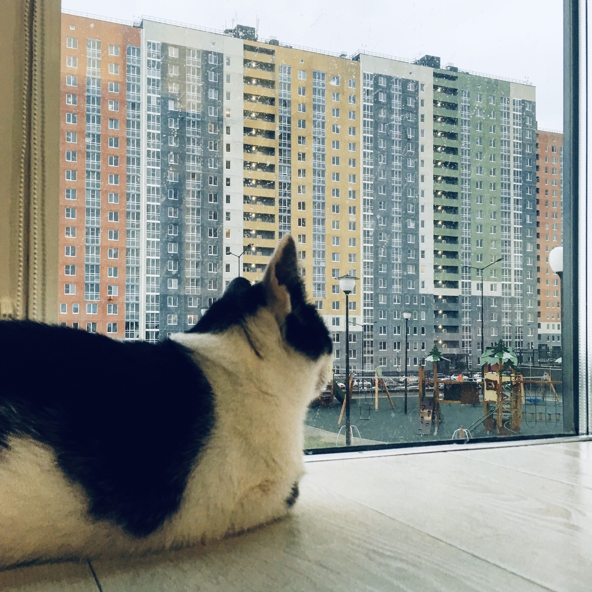 Кошачий телевизор 