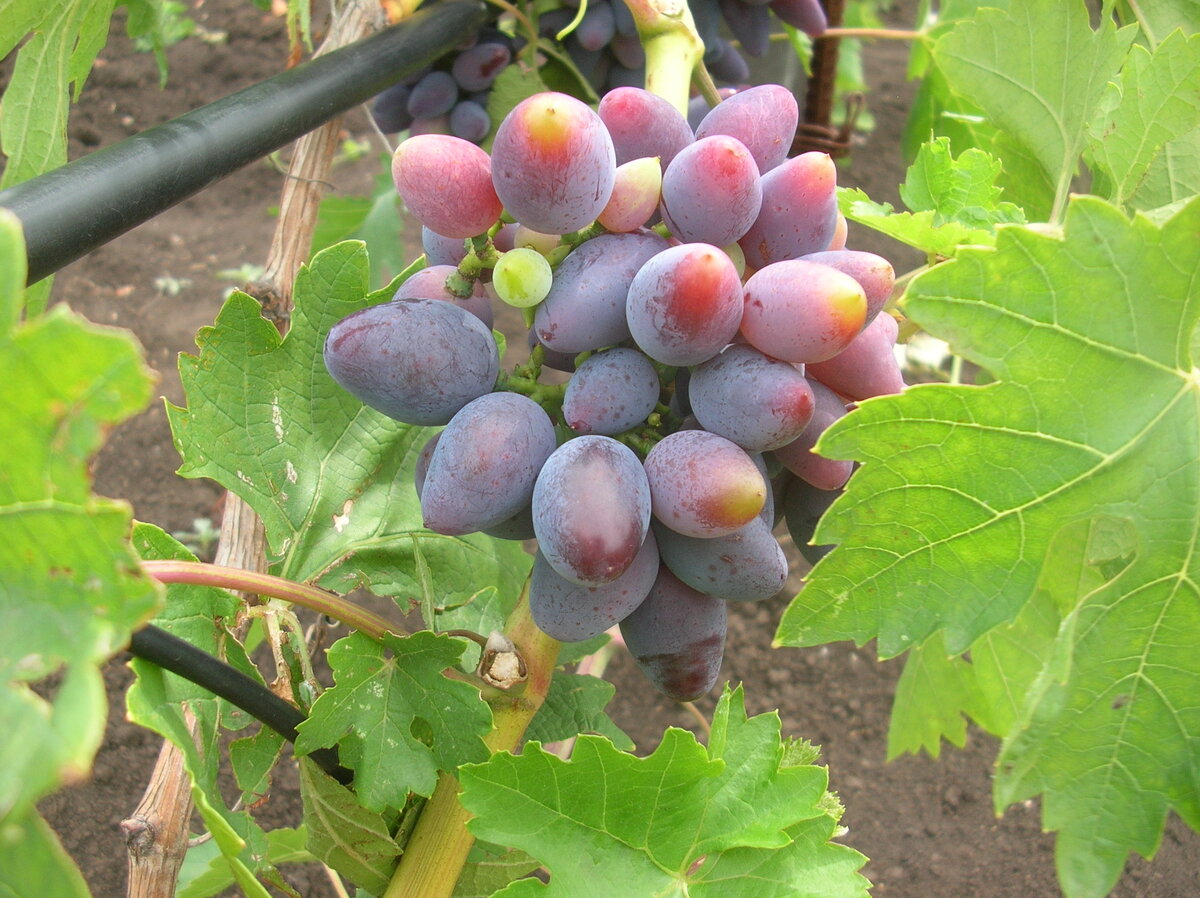 Викинг.  Сколково, Кинельский р-н, Самарская область