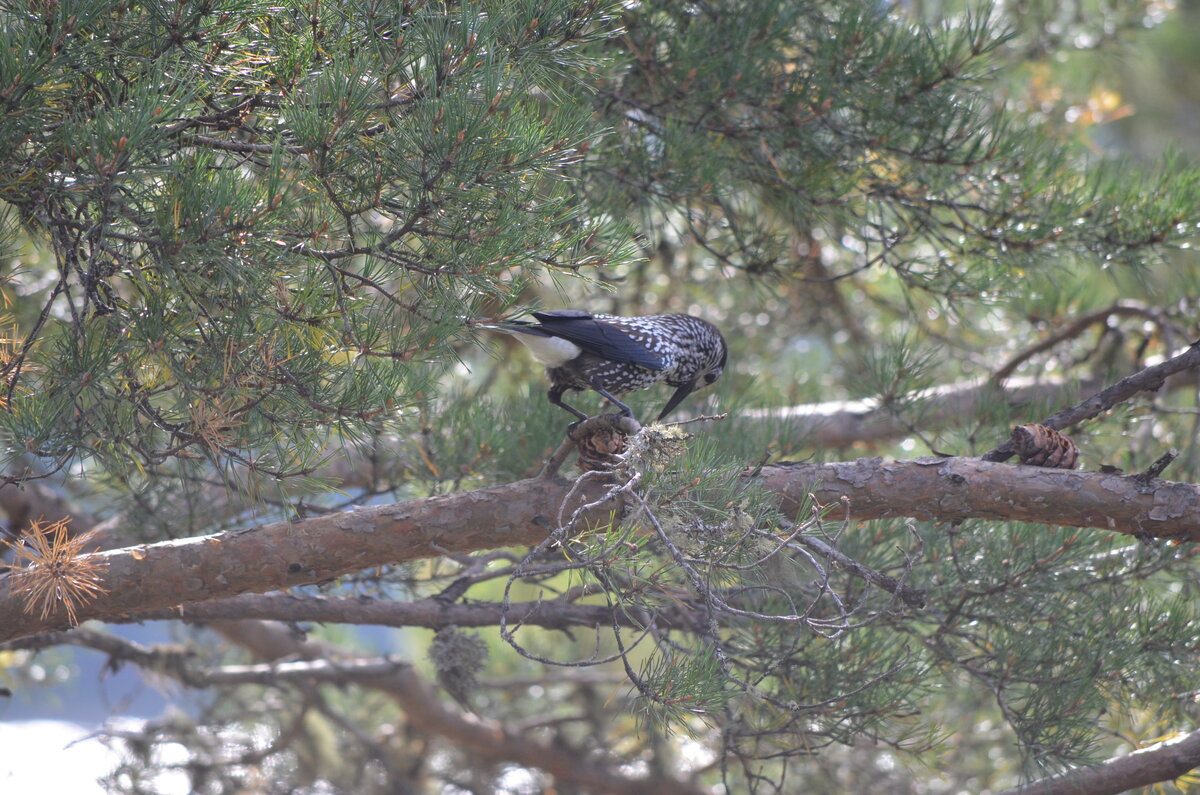 Кедровка лакомится орешками