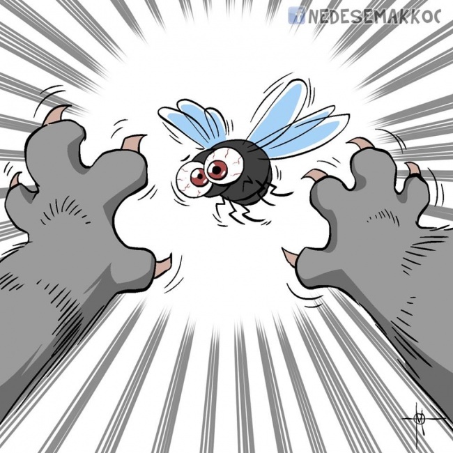 Я страшный хищник! Охота на мух - это инстинкт!