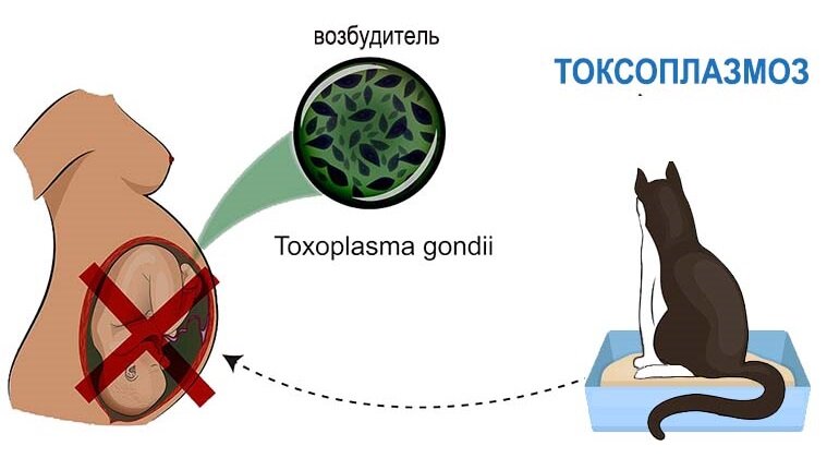 Что такое авидность? Определение авидности anti-Toxo-IgG антител и anti-CMV-IgG